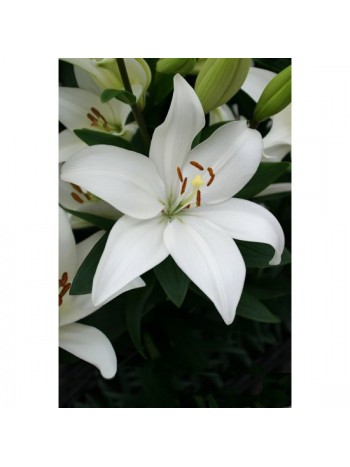 Лилиум 'Bright Diamond ' LL133